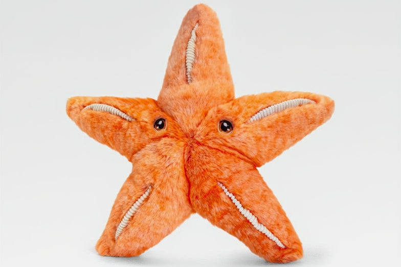 25cm Starfish Soft Toy