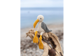 TOFT Dave the Seagull Crochet Kit
